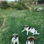 Bujtina Lugina E Vjoses Orman Evi