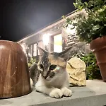 Orman Evi Bujtina Lugina E Vjoses