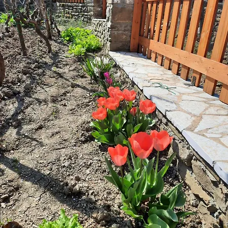 Orman Evi Bujtina Lugina E Vjoses