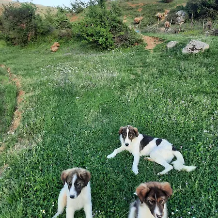 Bujtina Lugina E Vjoses Chata