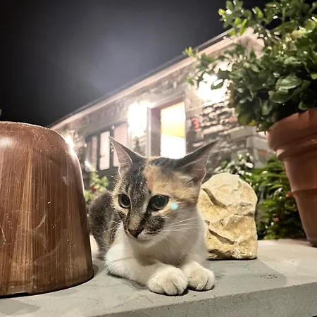 Chata Bujtina Lugina E Vjoses