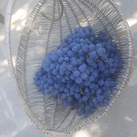 롯지 Bujtina Lugina E Vjoses *