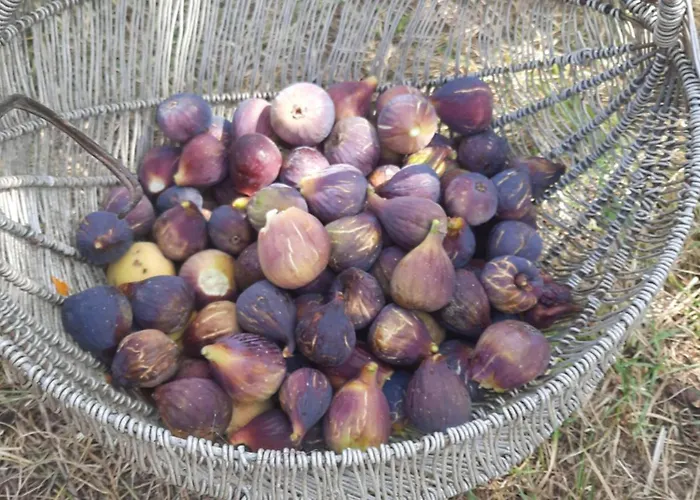 Bujtina Lugina E Vjoses 山林小屋 *