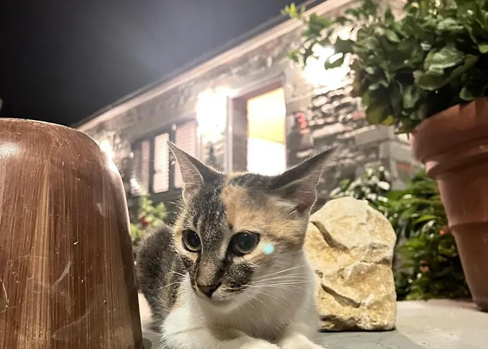 山林小屋 Bujtina Lugina E Vjoses